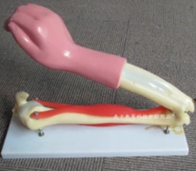 肘關(guān)節(jié)活動模型