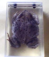 蟾蜍浸制標(biāo)本