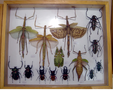 昆蟲(chóng)標(biāo)本