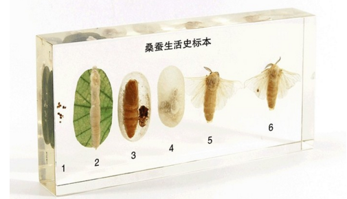 桑蠶生活史標(biāo)本